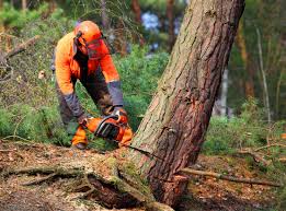 How Our Tree Care Process Works  in  Blanding, UT