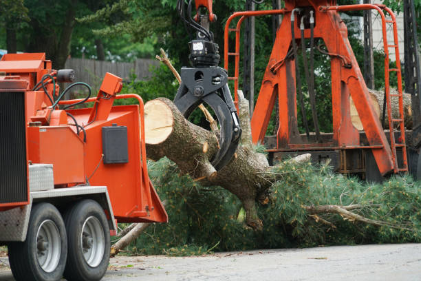 Best Emergency Tree Removal  in Blanding, UT